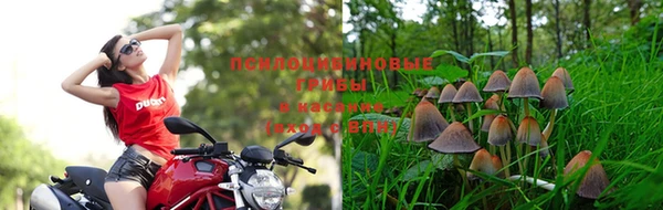 PSILOCYBIN Богданович
